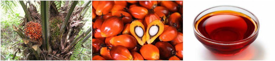 benefits of pal moil production