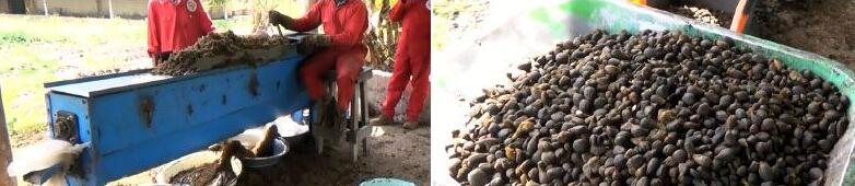 palm fiber and palm kernel separating machine for sale
