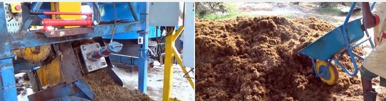 palm kernel with fiber